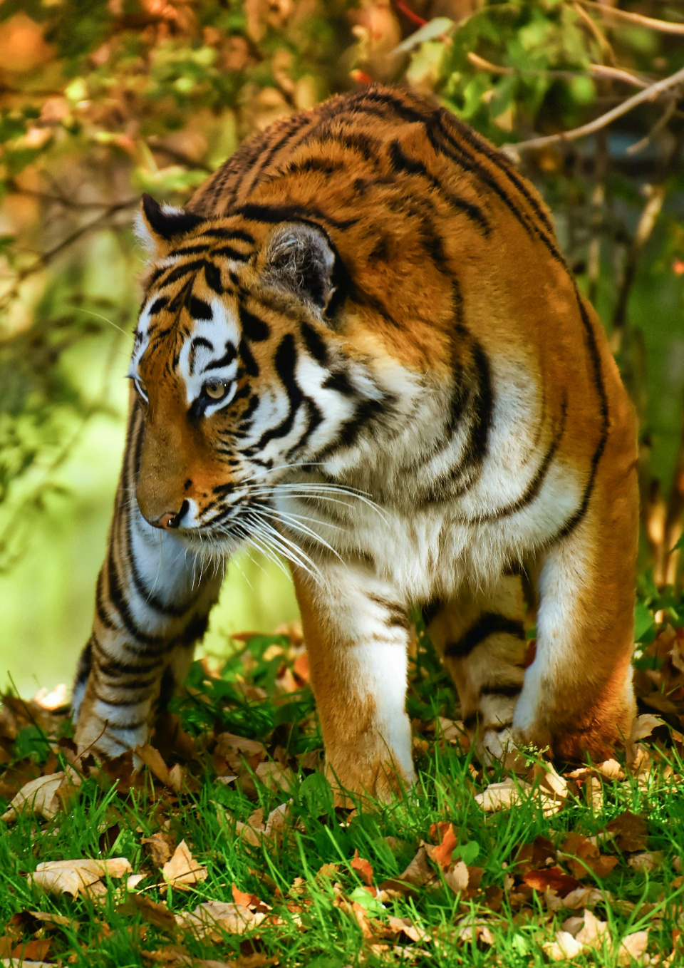 Tiger in Munich Zoo.